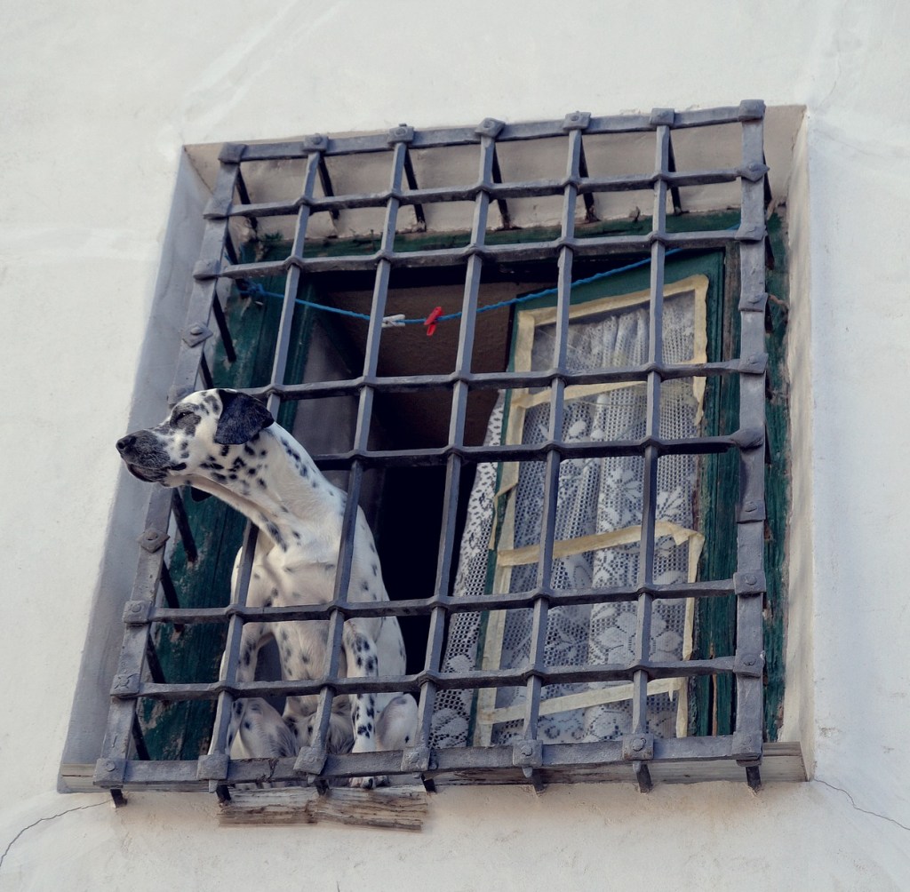 Vom Zwiebeldrachen, philosophischen Fragen über Eis und einem&nbsp;Fensterhund