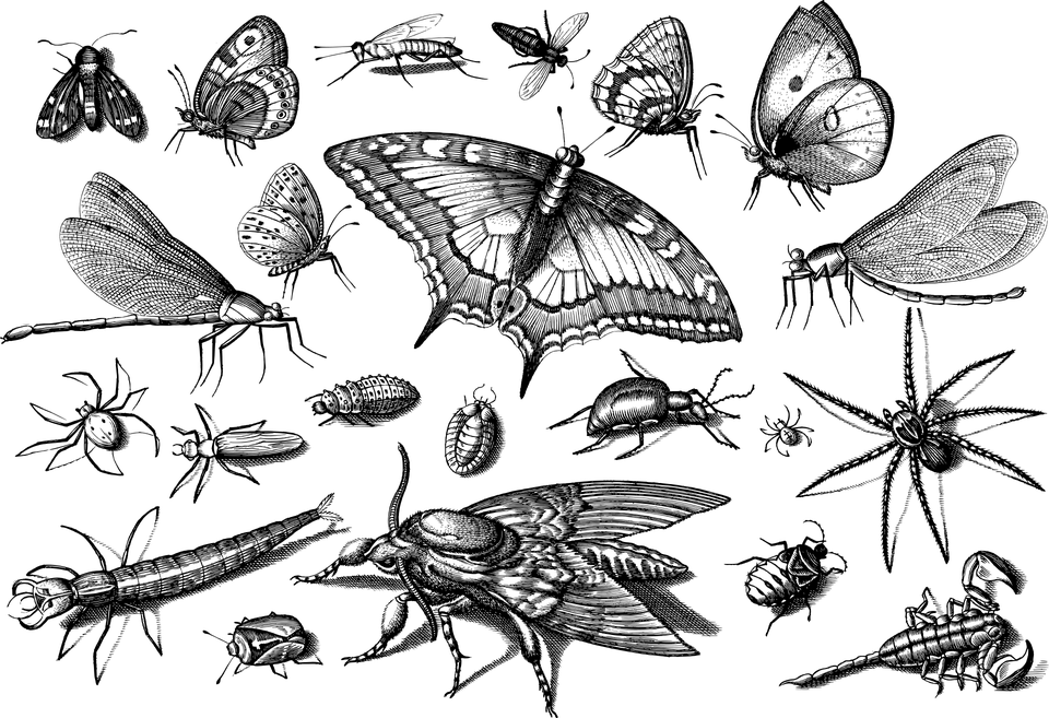 Kleiner Schädlingsratgeber