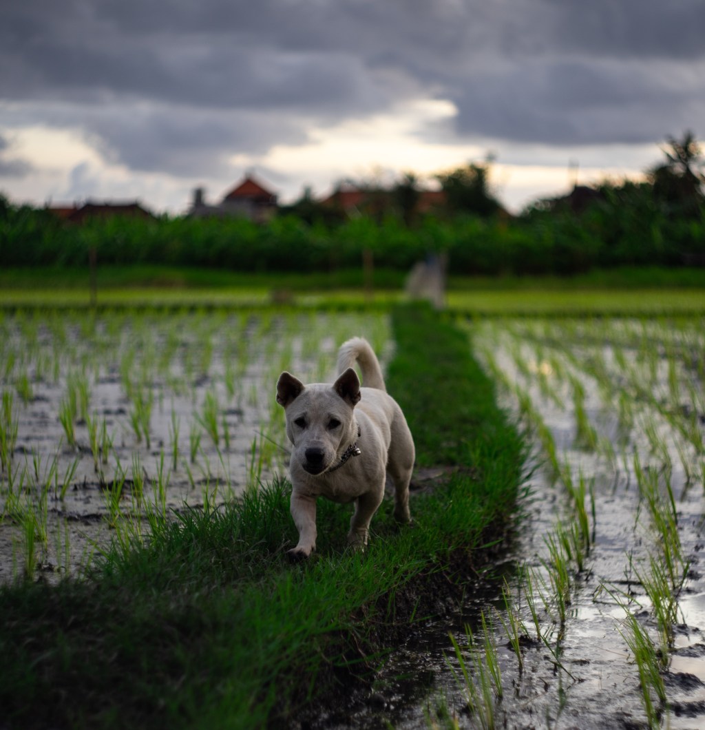 Wenn die Erde ein Reiskorn&nbsp;wäre